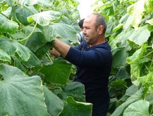 Mersin’de salatalık hasadı üreticisinin yüzünü güldürdü