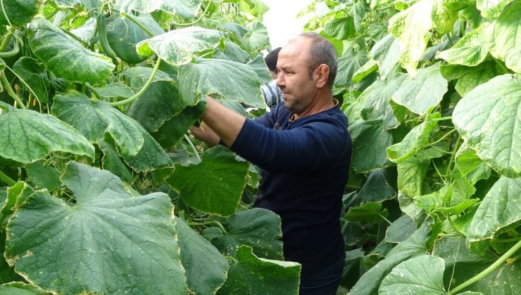 Mersin’de salatalık hasadı üreticisinin yüzünü güldürdü