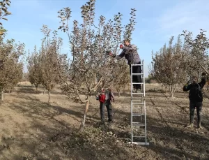 Meyve Genetik Kaynakları Korunuyor