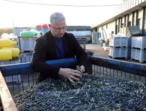 Mudanya Belediyesi Kendi Zeytinyağı Markasını Kuruyor