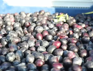 Mudanya Belediyesi Zeytin ve Zeytinyağında Yeni Bir Marka Oluşturuyor
