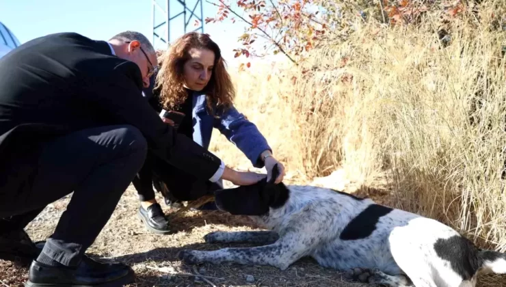 Mudanya’da Hayvan Rehabilitasyon Merkezi Projesi Başlatıldı