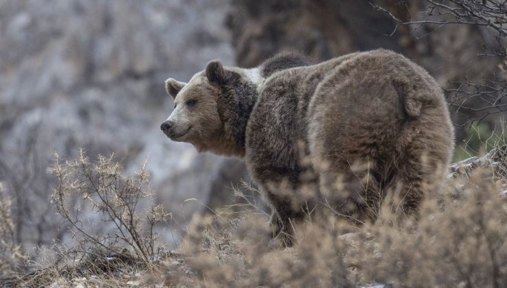 Munzur Vadisi’nde bozayı ormanda yiyecek ararken görüntülendi