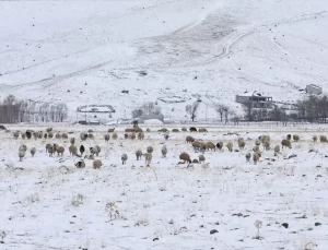Muş’ta Besicilerin Karla Mücadelesi