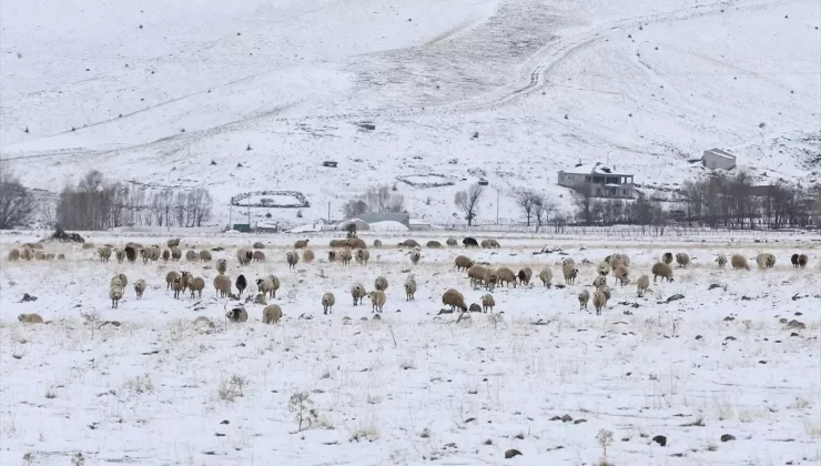 Muş’ta Besicilerin Karla Mücadelesi