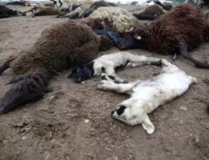 Muş’ta Kurt Saldırısı: 50 Koyun Telef Oldu