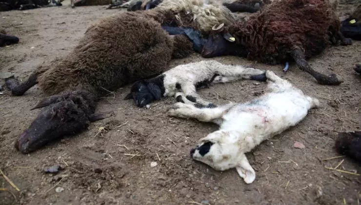 Muş’ta Kurt Saldırısı: 50 Koyun Telef Oldu