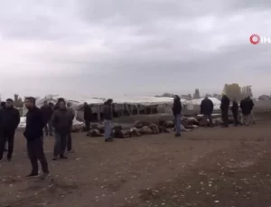 Muş’ta Kurtlar 50 Koyunu Telef Etti