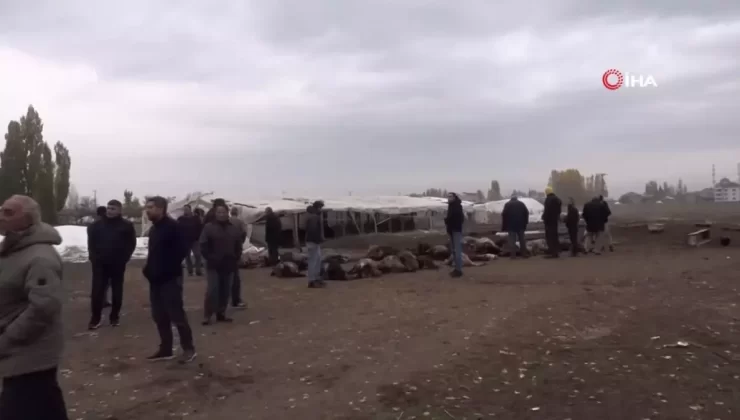 Muş’ta Kurtlar 50 Koyunu Telef Etti