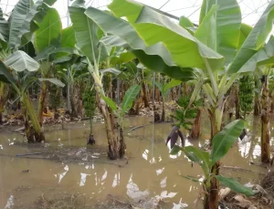 Muz Seralarında Çürüme Tehlikesi