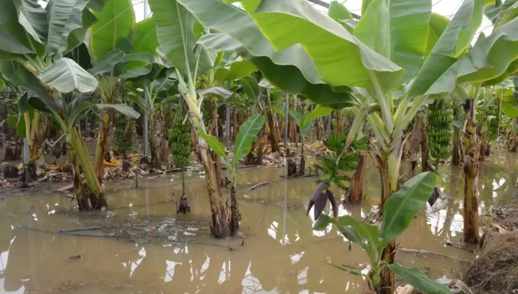 Muz Seralarında Çürüme Tehlikesi