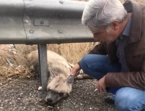 Nesli Tükenme Tehlikesi Altındaki Çizgili Sırtlan, Araç Çarpması Sonucu Hayatını Kaybetti