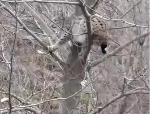 Nesli Tükenme Tehlikesindeki Vaşak Ağaçta Görüntülendi