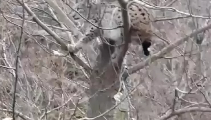 Nesli Tükenme Tehlikesindeki Vaşak Ağaçta Görüntülendi