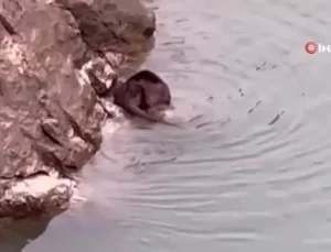 Nesli Tükenmekte Olan Su Samuru Görüntülendi