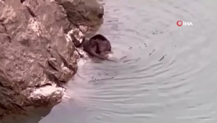 Nesli Tükenmekte Olan Su Samuru Görüntülendi