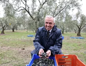 Nilüfer Belediyesi Zeytin Hasadına Başladı