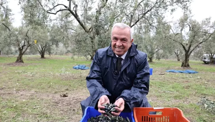 Nilüfer Belediyesi Zeytin Hasadına Başladı