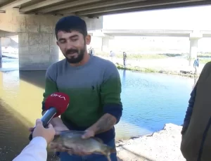 Nilüfer Çayı’nda Balık Ölümleri Tehlike Saçıyor