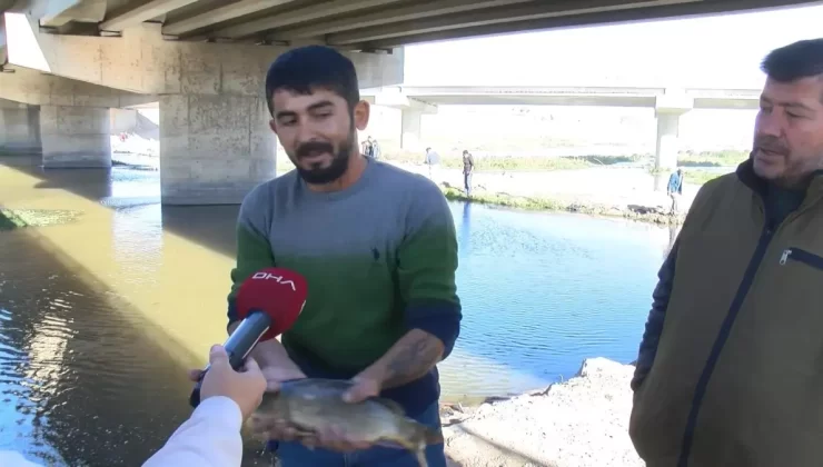 Nilüfer Çayı’nda Balık Ölümleri Tehlike Saçıyor