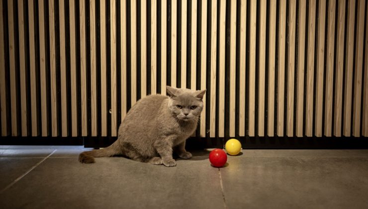 Obezken ünlenen kedi Şiraz’ın çilesi bitmiyor: Şimdi de sahipsiz kaldı