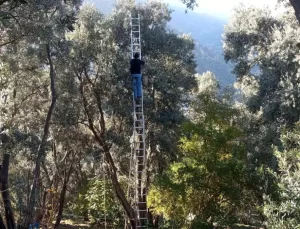 Ödüllü Butko Zeytini Hasadı Devam Ediyor