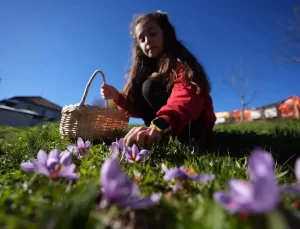 Öğrenciler Safranı Öğreniyor