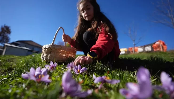 Öğrenciler Safranı Öğreniyor