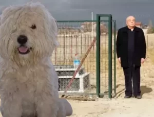Ölen köpeği için arsa satın alıp, mezar yaptırdı