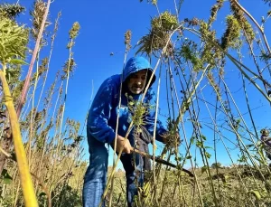 OMÜ’den Katma Değerli Kenevir Ürünleri
