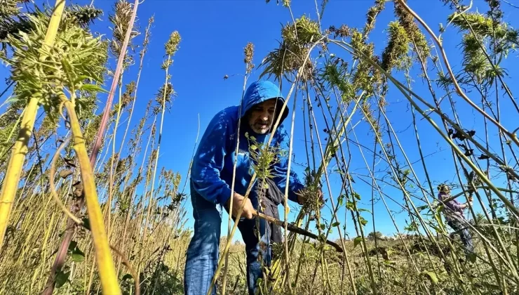 OMÜ’den Katma Değerli Kenevir Ürünleri