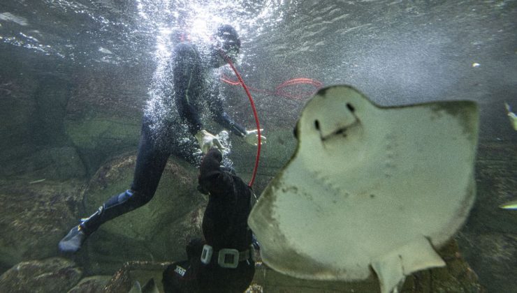 Onlar denizsiz kentin dalgıçları… Vatoz ve köpekbalıklarını elleriyle besliyorlar!