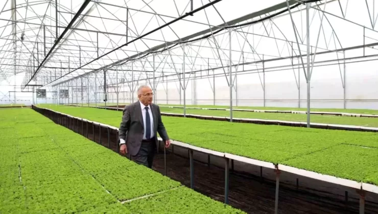 Ordu Büyükşehir Belediyesi’nden Çiftçilere Fide Desteği