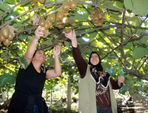 Ordu Kivisi’nde Hasat Devam Ediyor