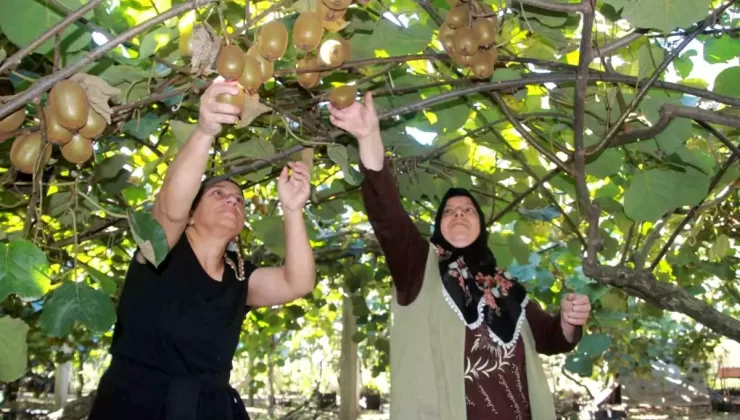 Ordu Kivisi’nde Hasat Devam Ediyor