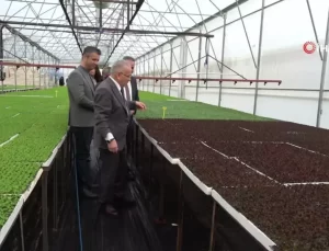 Ordu’da 3,5 Milyon Fide Üreticilere Dağıtıldı