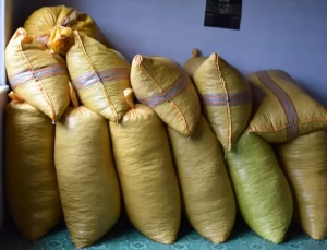 Ordu’da Fındık Üreticileri Beklemede: 200 Bin Ton Fındık Pazara İnmeyi Bekliyor