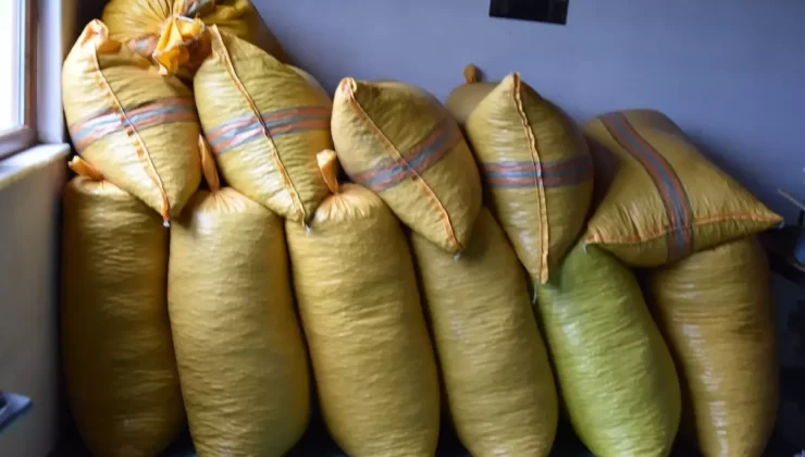 Ordu’da Fındık Üreticileri Beklemede: 200 Bin Ton Fındık Pazara İnmeyi Bekliyor