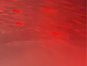 Ordu’da Kaybolan 4 Kişi İçin Arama Çalışmaları Devam Ediyor