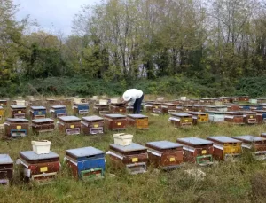 Ordu’da Kışlık Arı Bakımları Başladı