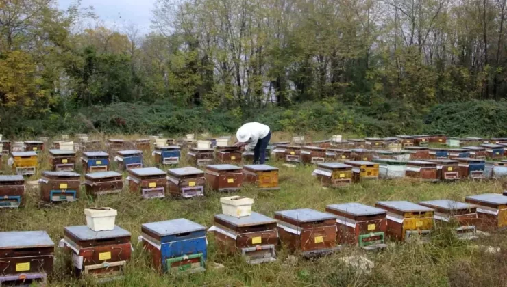 Ordu’da Kışlık Arı Bakımları Başladı