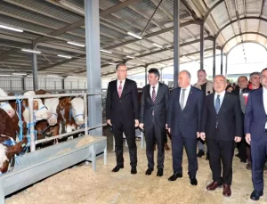 Ordu’da Üreticilere Gebe Düve Dağıtıldı