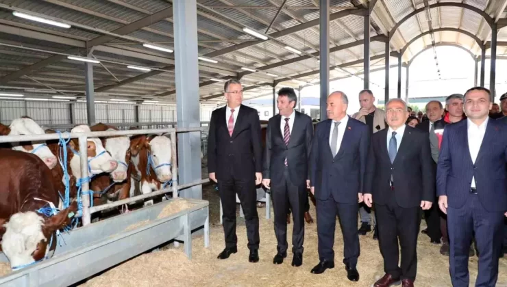 Ordu’da Üreticilere Gebe Düve Dağıtıldı