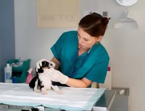 Orhangazi’de Sokak Hayvanları Rehabilitasyon Merkezi Açılıyor