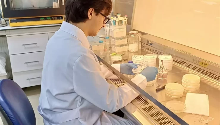 Örümcek Zehri ile Tarım İlaçları Geliştirildi