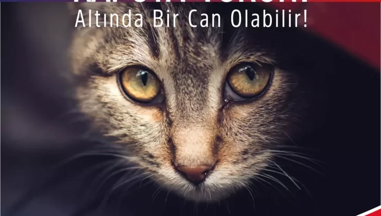 Osmangazi Belediyesi’nden Sokak Hayvanları İçin ‘Kaputa Vurun’ Çağrısı