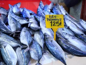 Palamudun Son Günleri Geldi