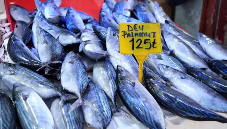 Palamudun Son Günleri Geldi