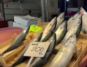 Palamut Bitiyor, Çinekop ve Hamsi Öne Çıkıyor