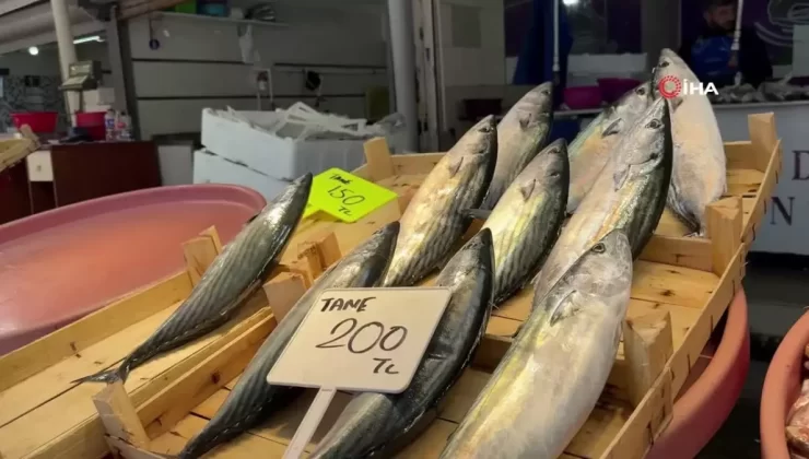 Palamut Bitiyor, Çinekop ve Hamsi Öne Çıkıyor